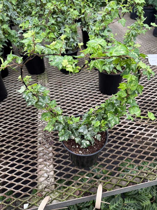 Ivy ‘Heart Topiary’