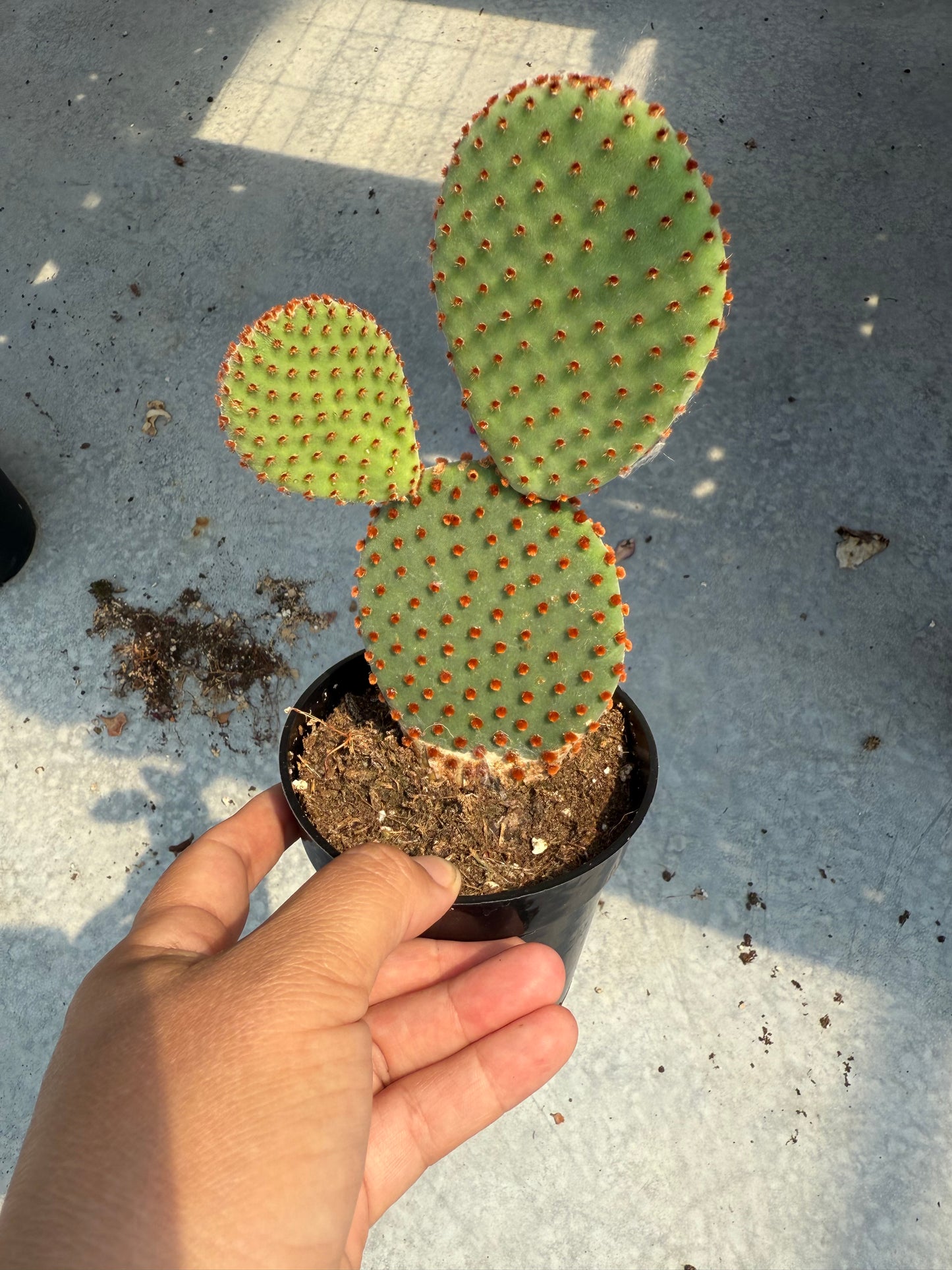 Opuntia microdasys ‘Rubra’