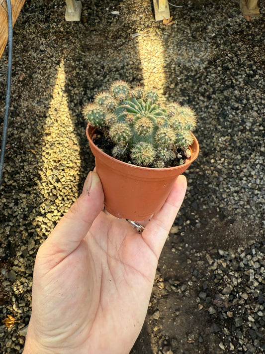 Echinopsis oxygona