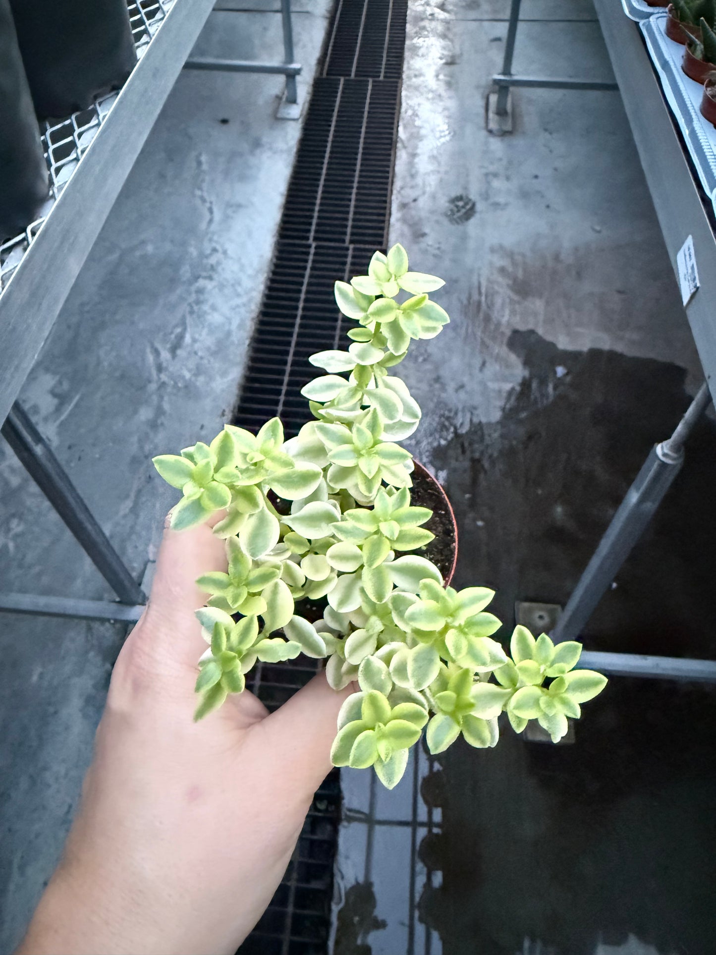 Crassula volkensii ‘Variegata’