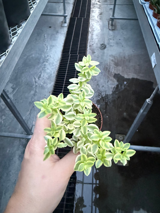 Crassula volkensii ‘Variegata’