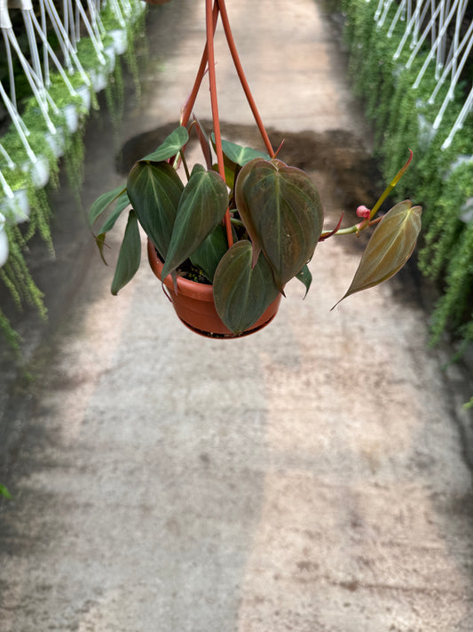 Philodendron ‘Micans’