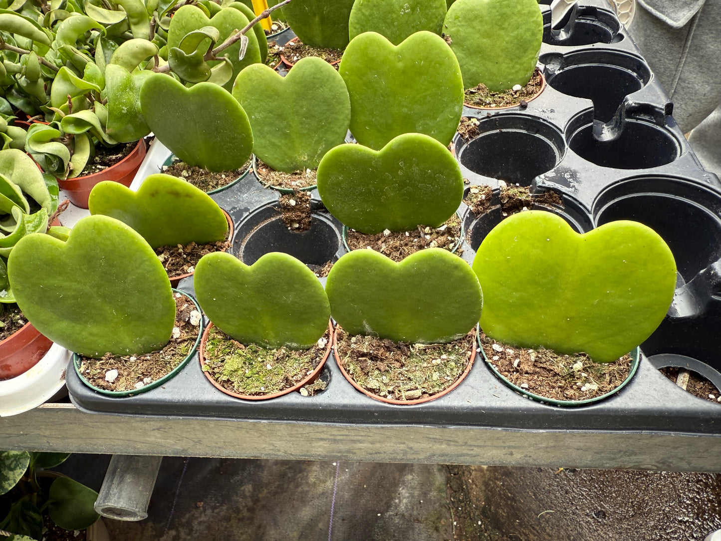 Hoya Kerri Heart