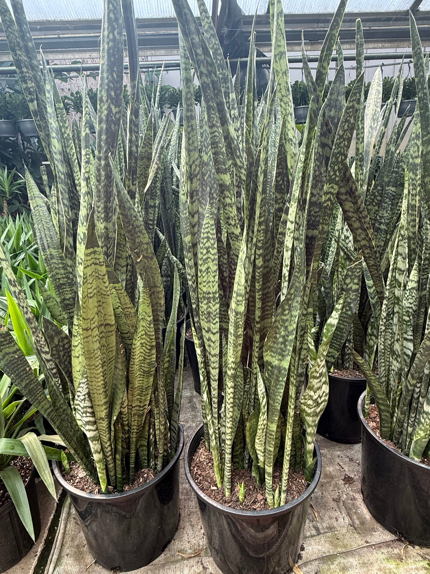 Sanseveria ‘Wintergreen’