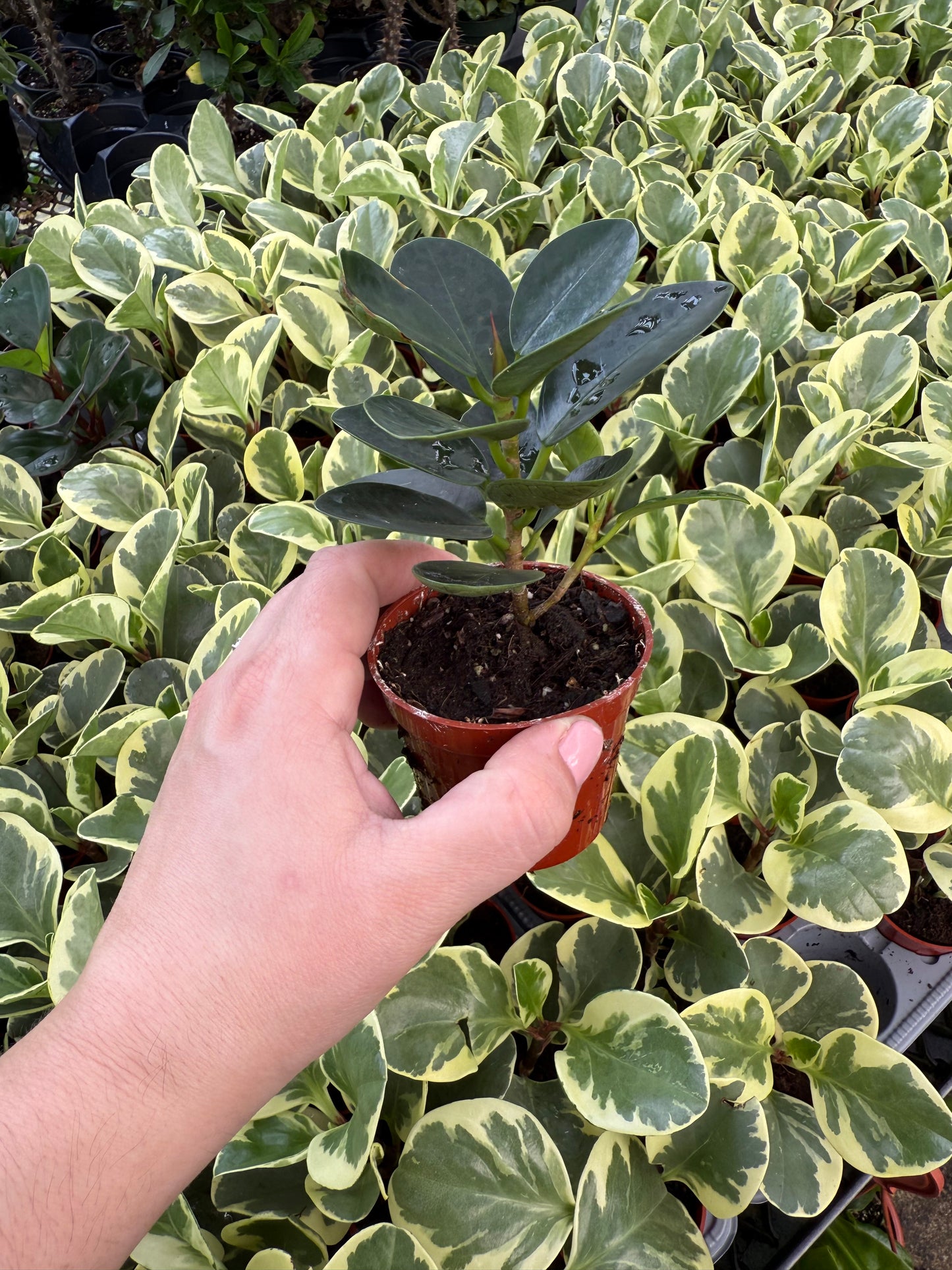 Ficus microcarpa ‘Green Island’