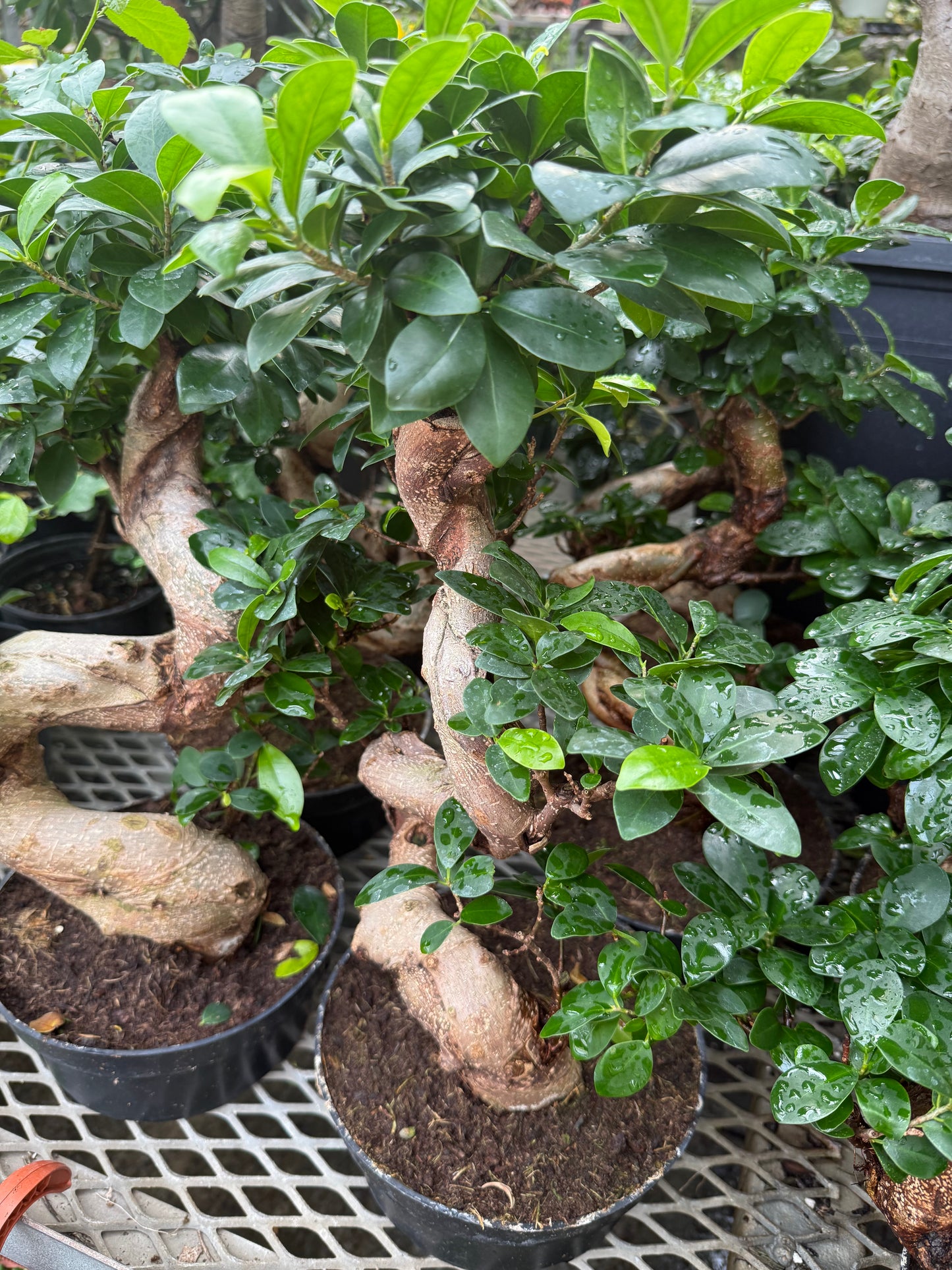 Ficus retusa Bonsai (S Shape)