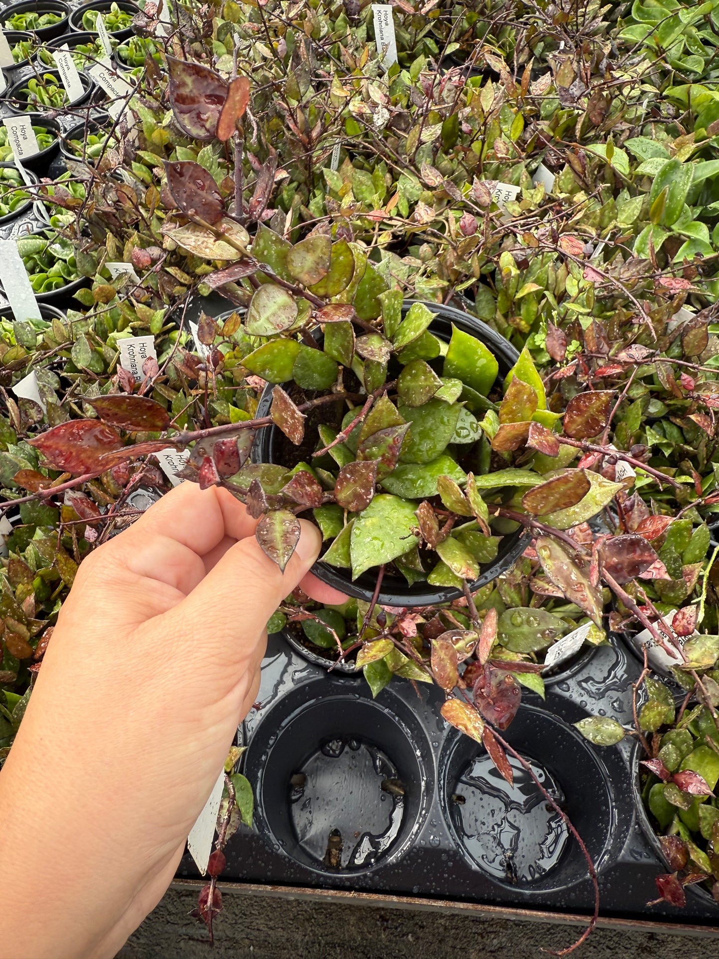 Hoya krohniana Black