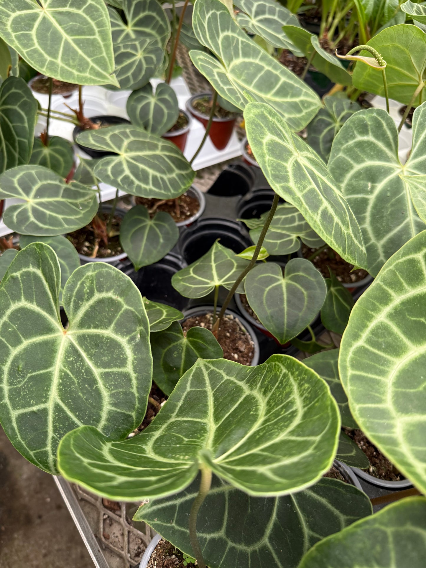 Anthurium Clarinervium