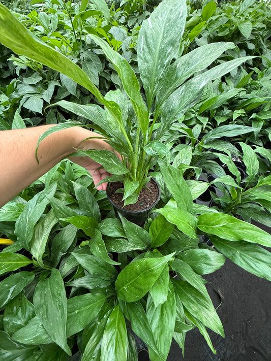 Spathiphyllum ‘Variegata’