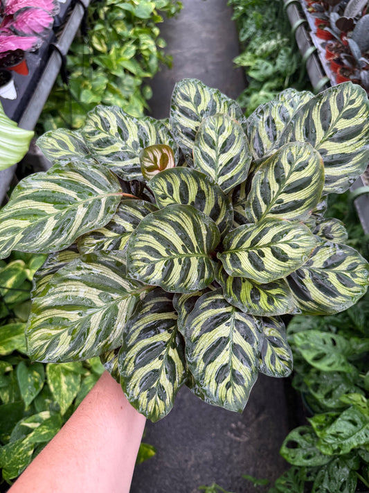 Calathea ‘Peacock’