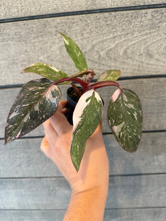 Philodendron erubescens 'Pink Princess'