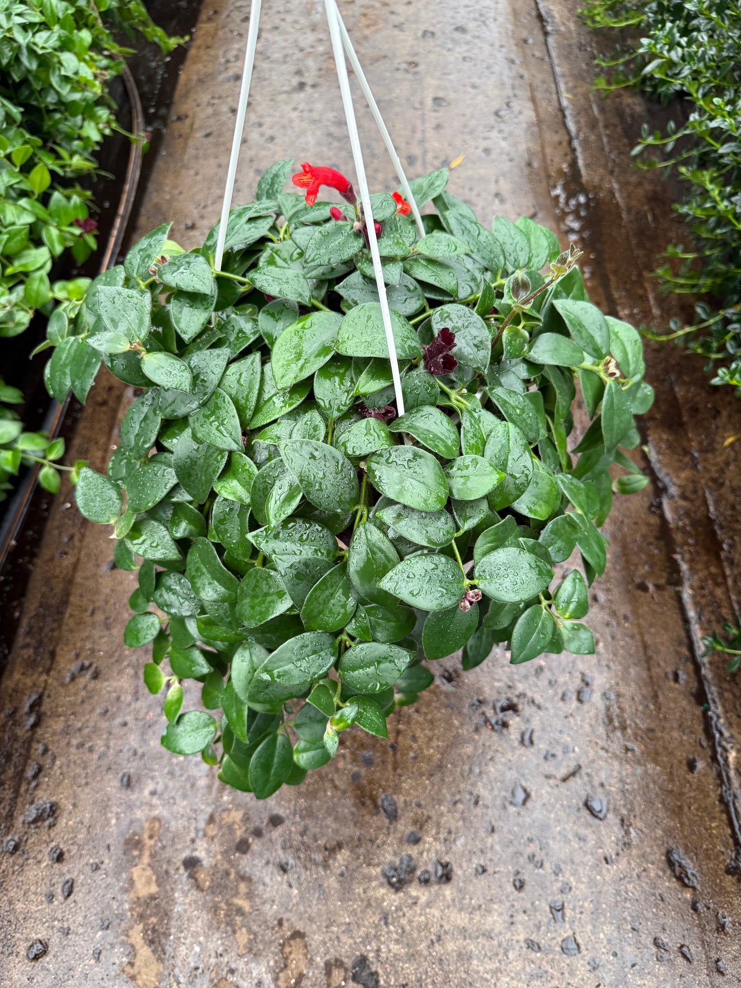 Aeschynanthus Mona Lisa – “Lipstick Plant”
