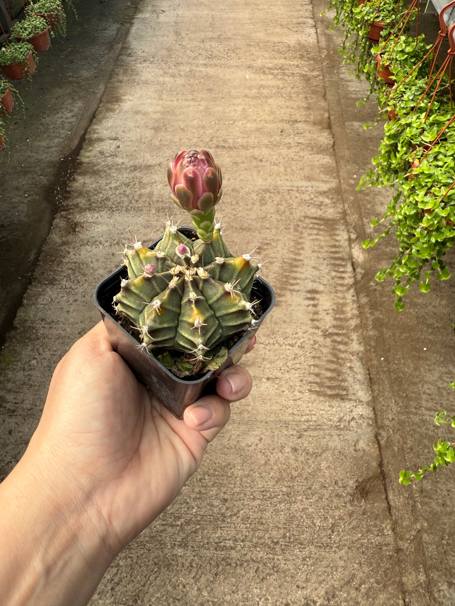 Gymnocalycium variegata