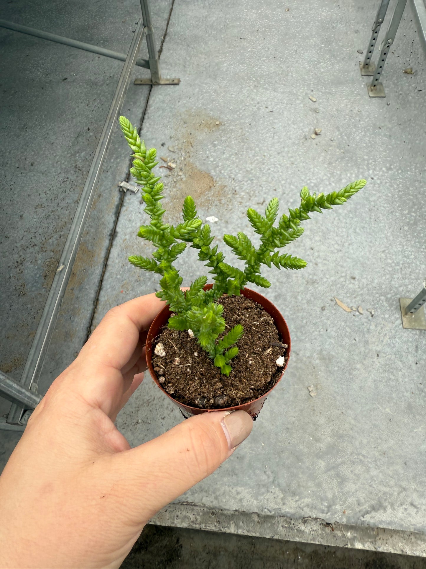 Crassula ‘Princess Pine’