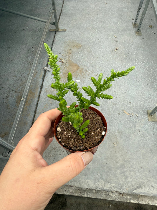 Crassula ‘Princess Pine’