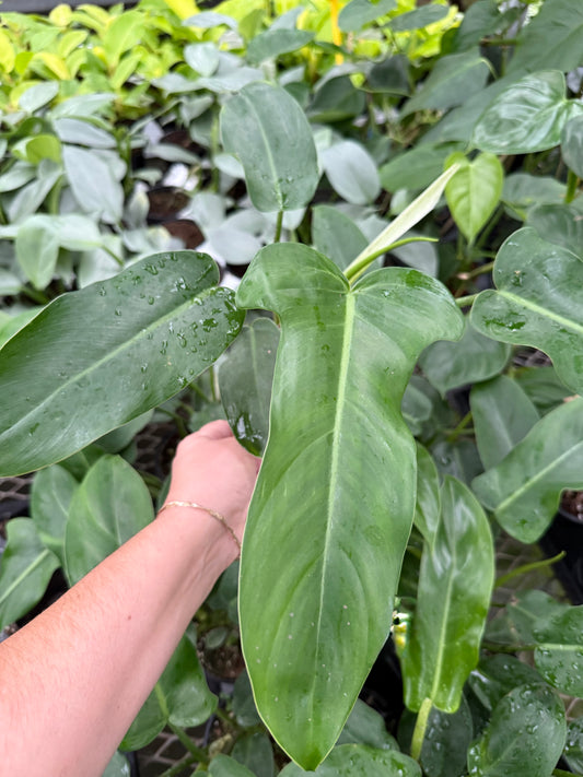 Philodendron ‘Jerry Horne’