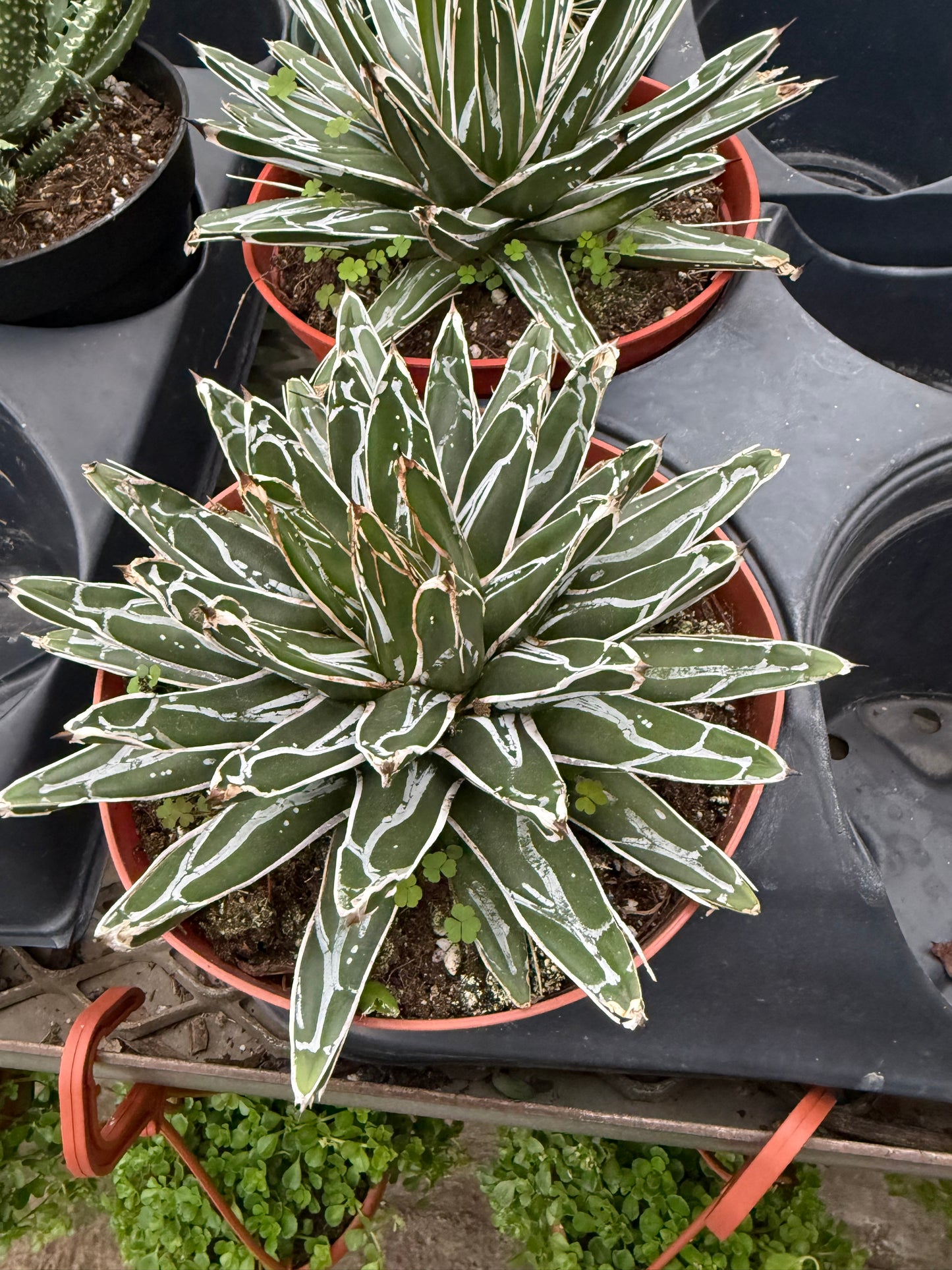 Agave ‘Queen Victoria’
