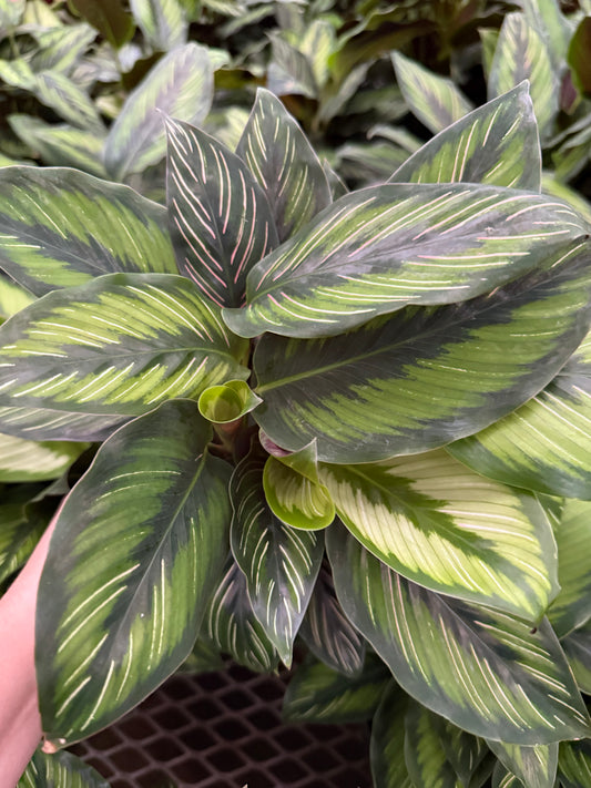 Calathea ‘Beauty Star’