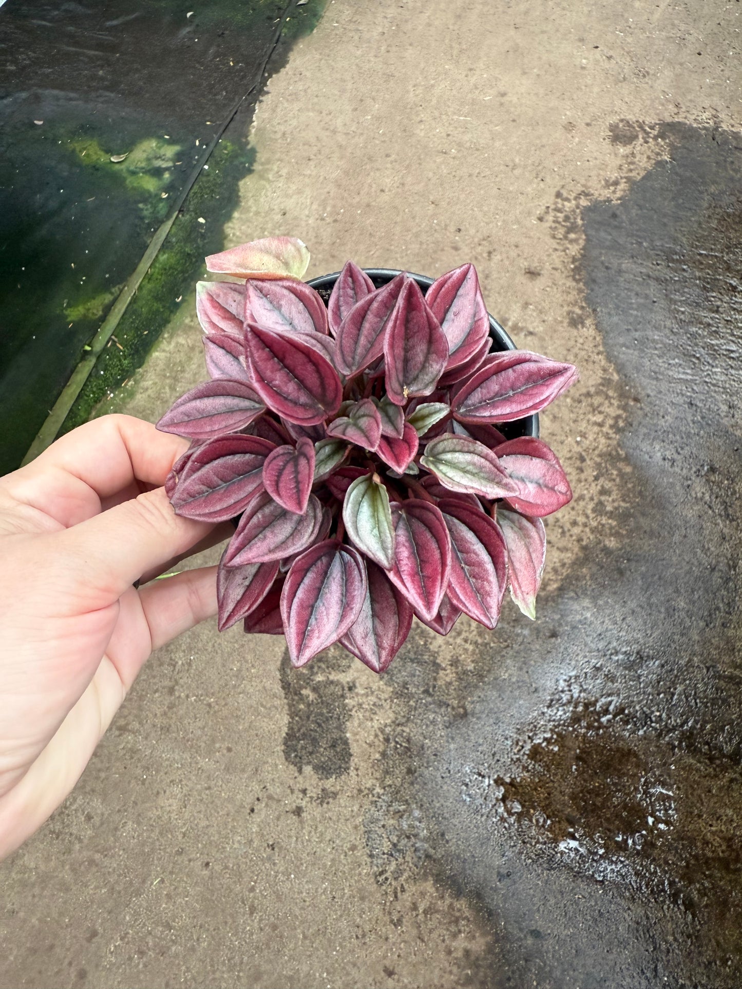 Peperomia caperata ‘Cayenne’