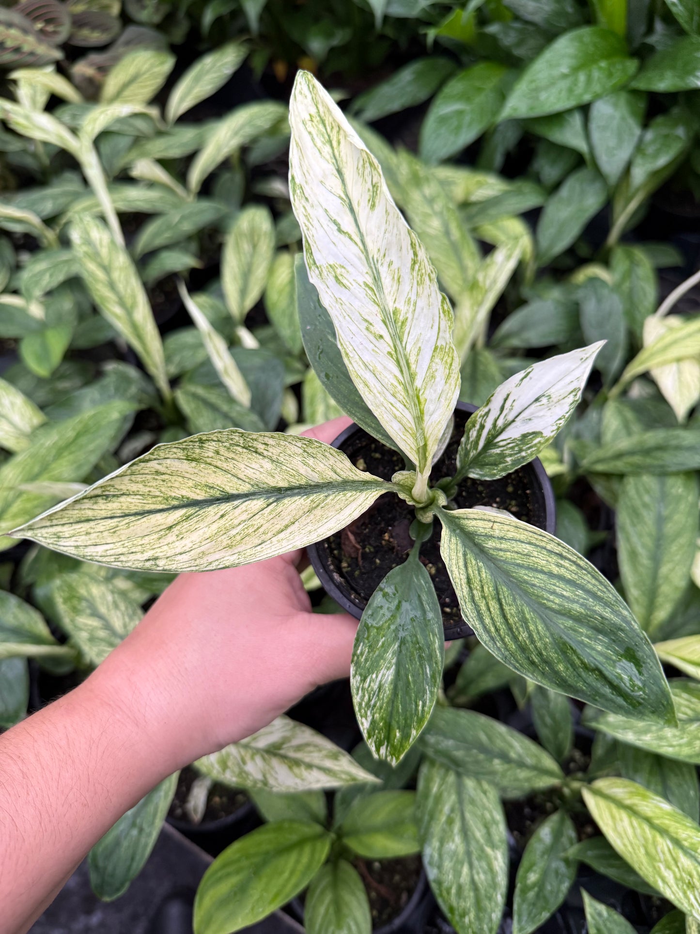 Spathiphyllum Variegata 'Mojo'