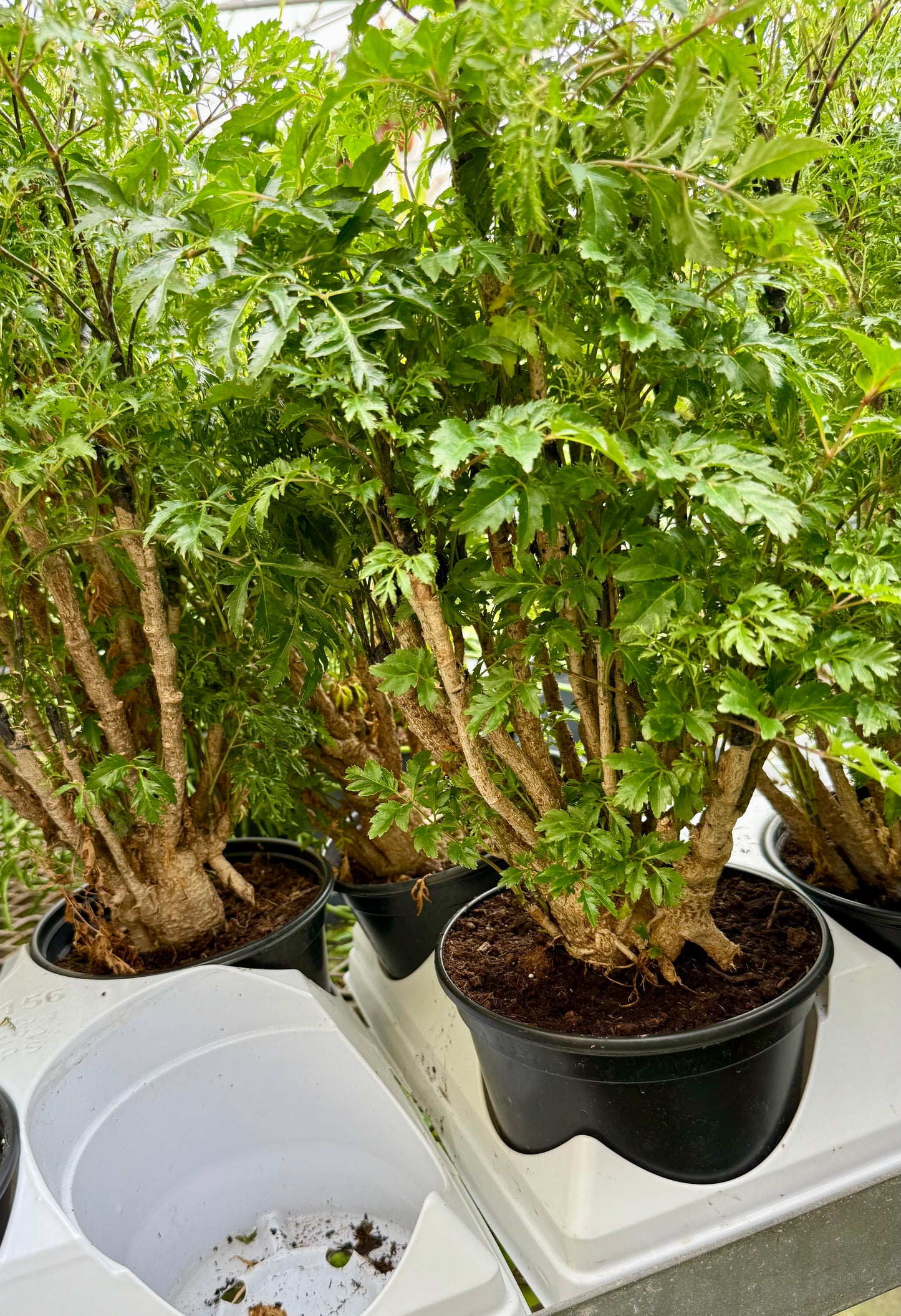 Aralia Ming Cane