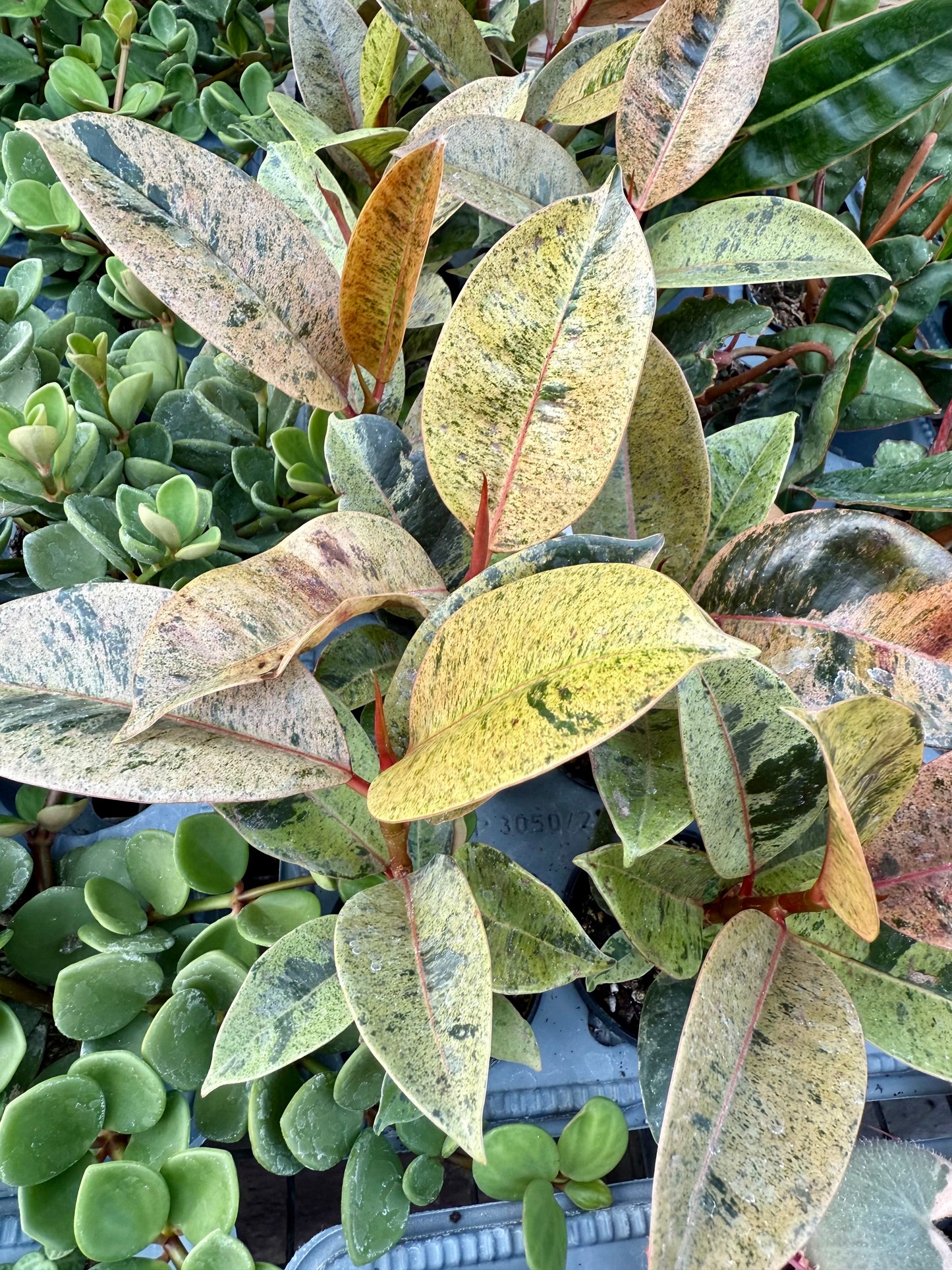 Ficus Moonshine