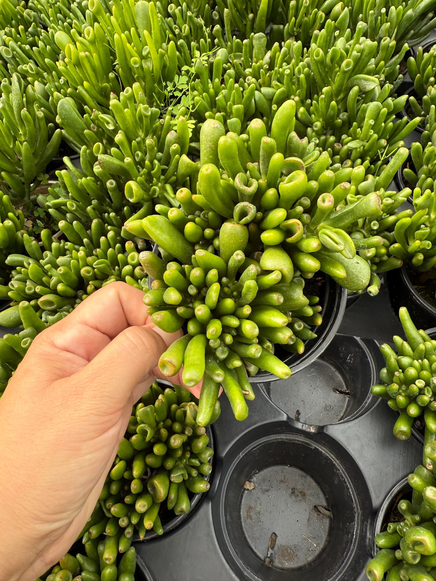 Crassula- Hobbit