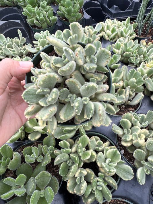 Bear Paw Variegated
