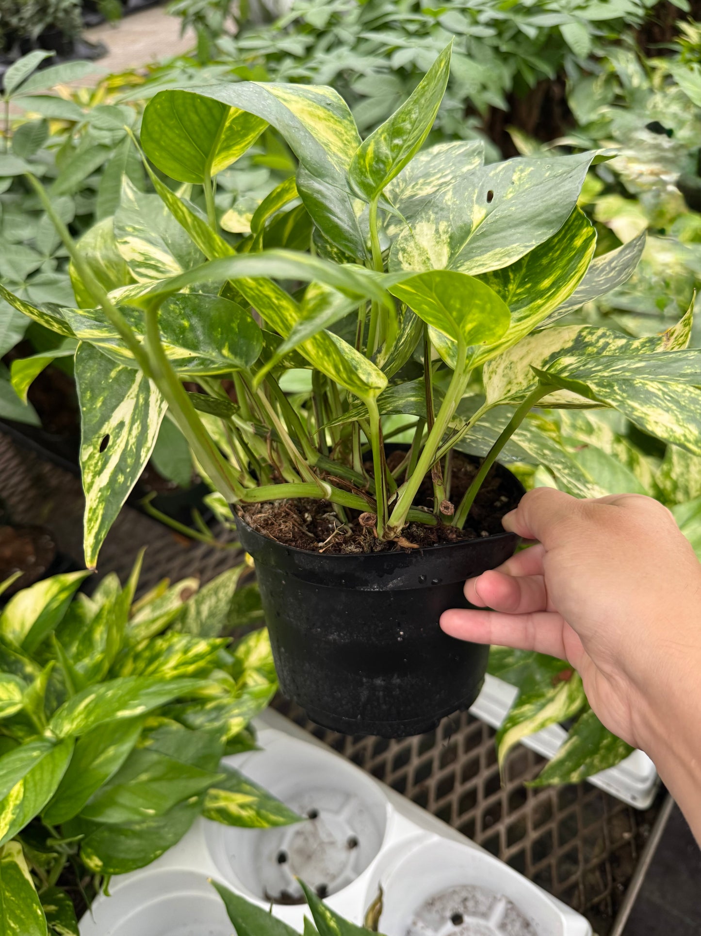 Epipremnum pinnatum ‘Yellow Sunrise