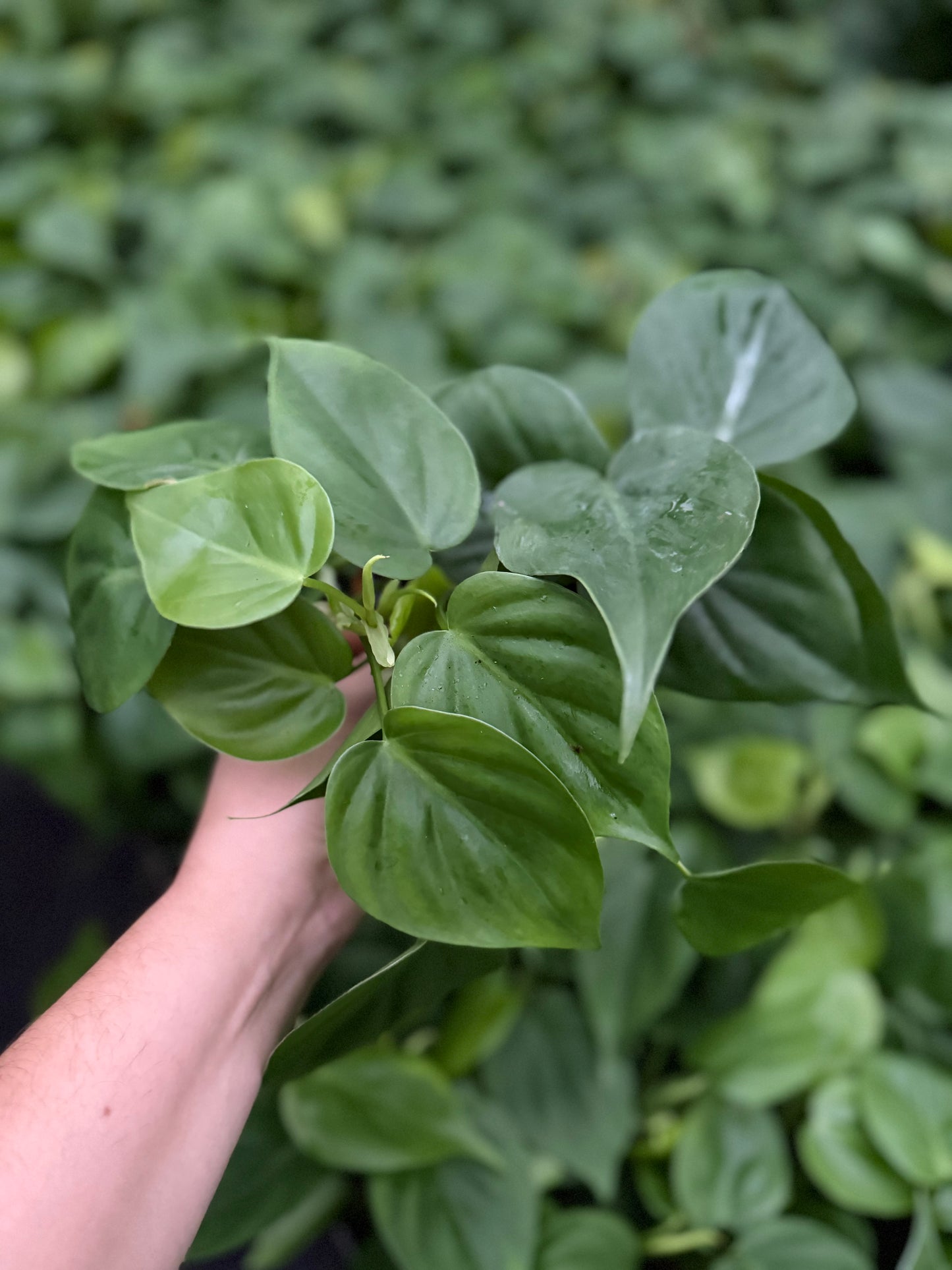 Philodendron Cordatum
