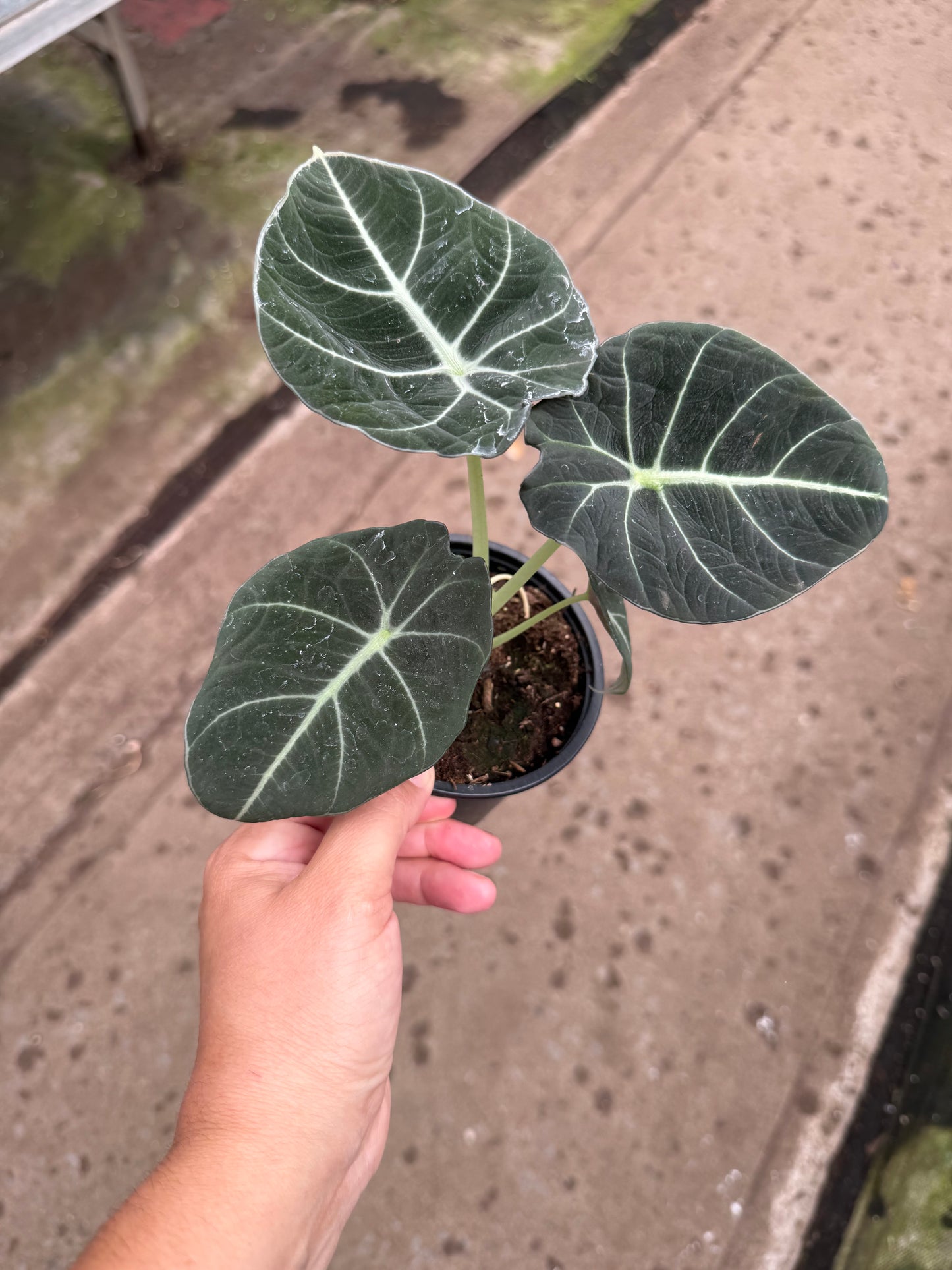Alocasia Black Velvet