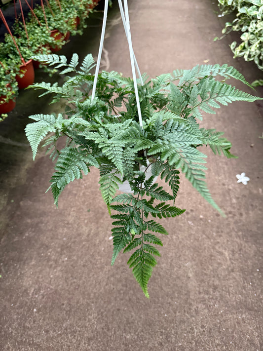 Rabbit’s Foot Fern