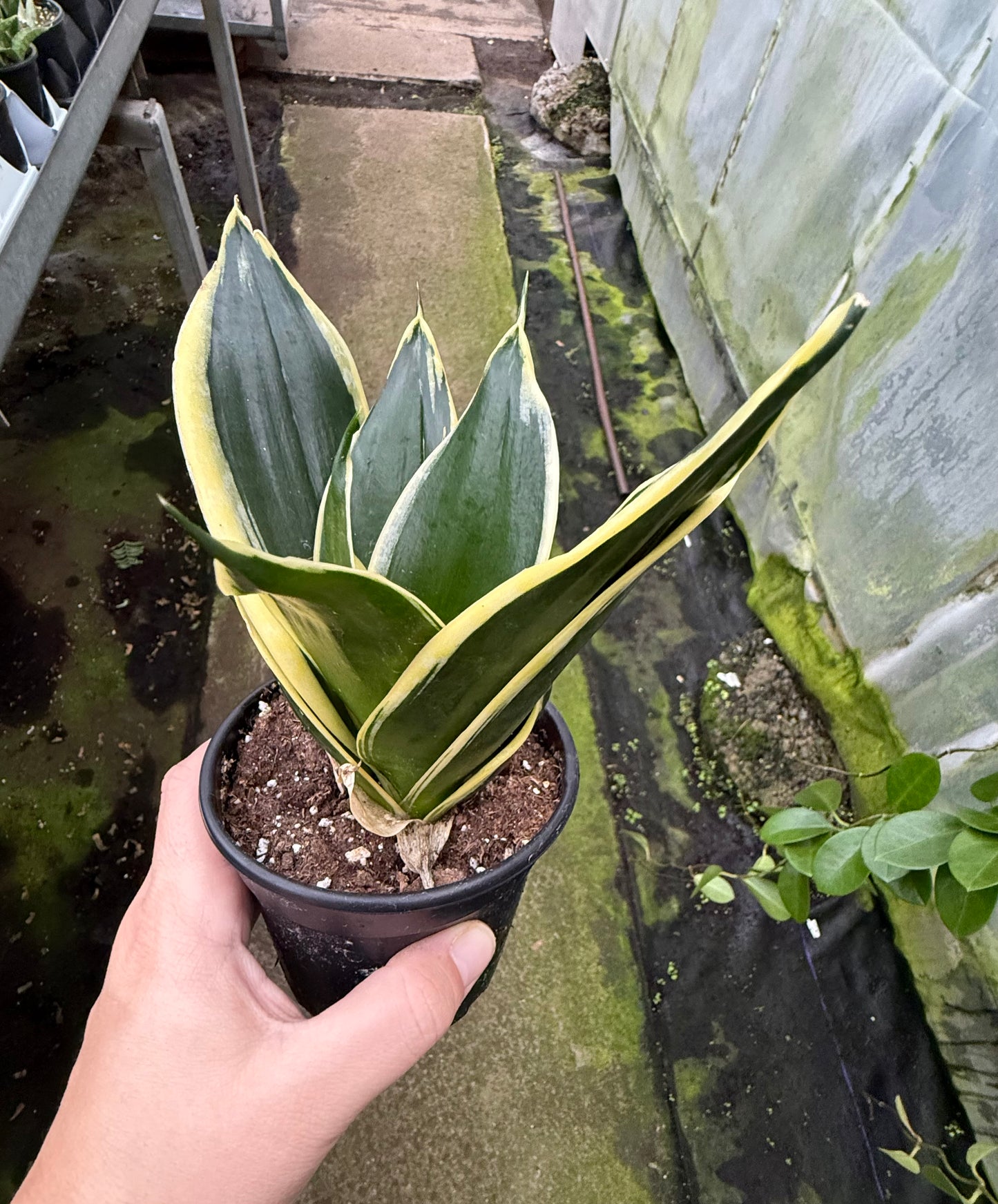 Sansevieria hahnii ‘Black Gold’