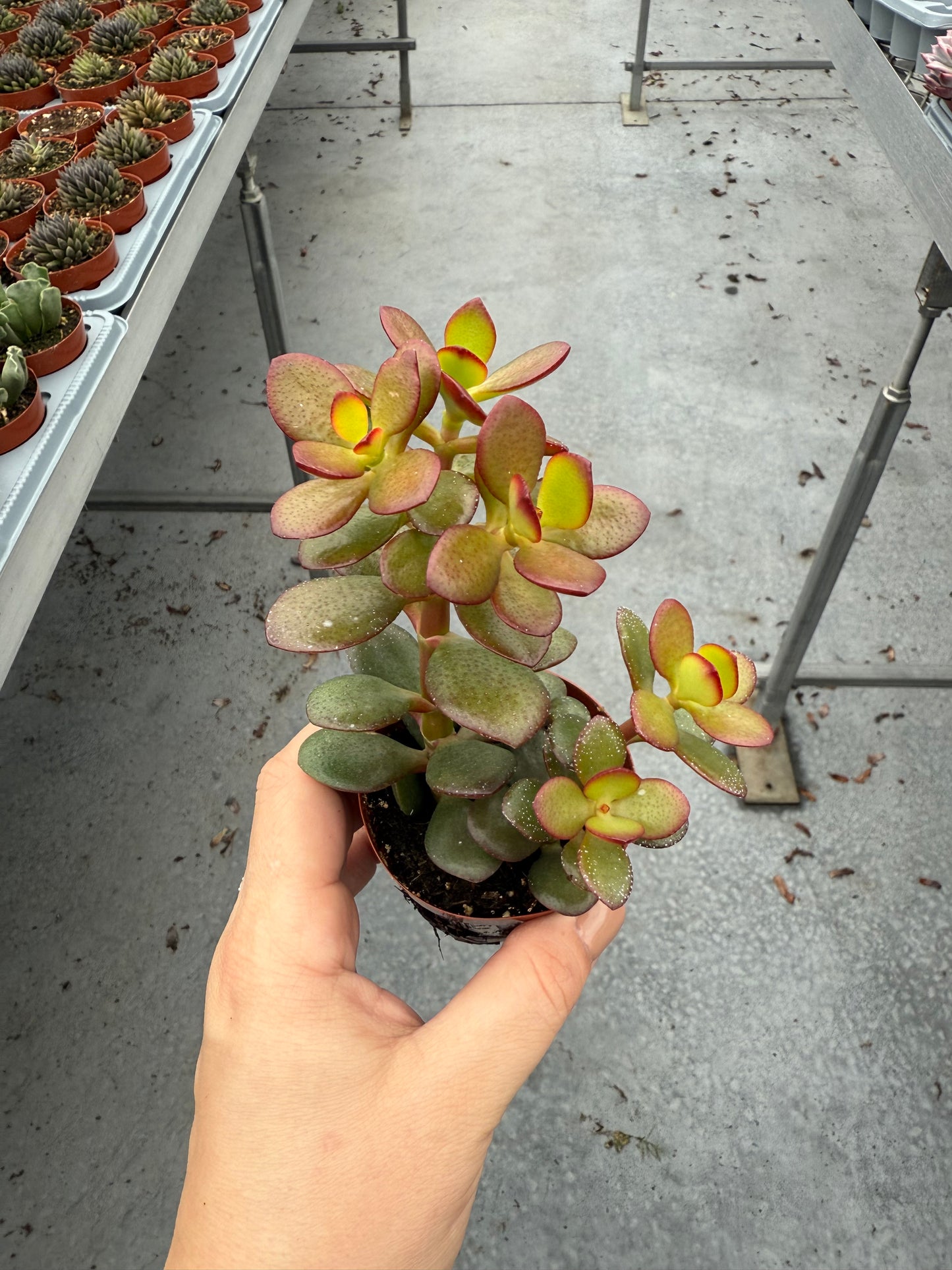 Crassula Minor