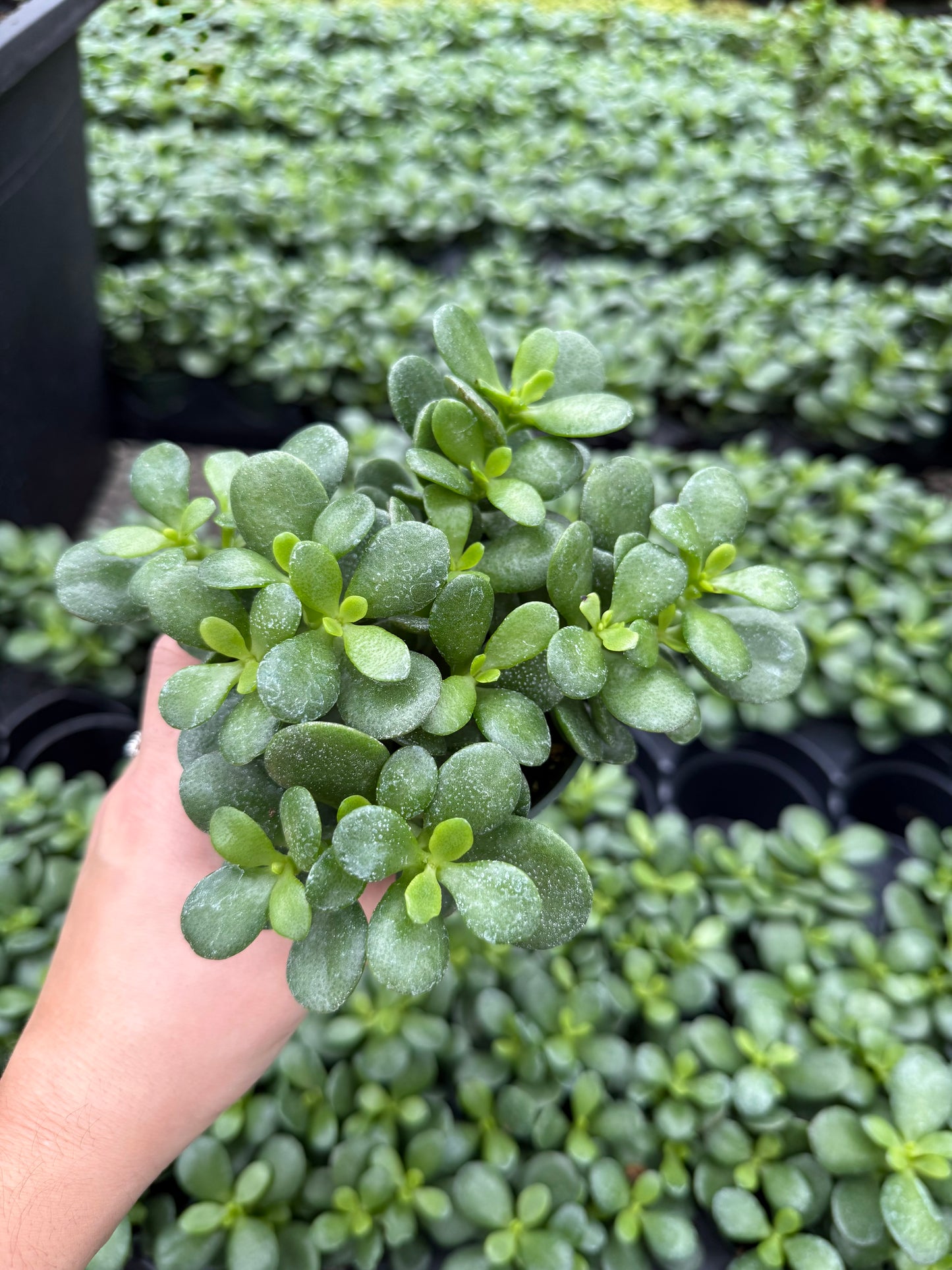Crassula ovata – Jade Plant