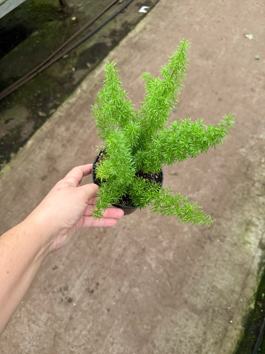 Asparagus densiflorus ‘Meyeri’