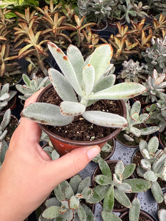 Kalanchoe Tomentosa