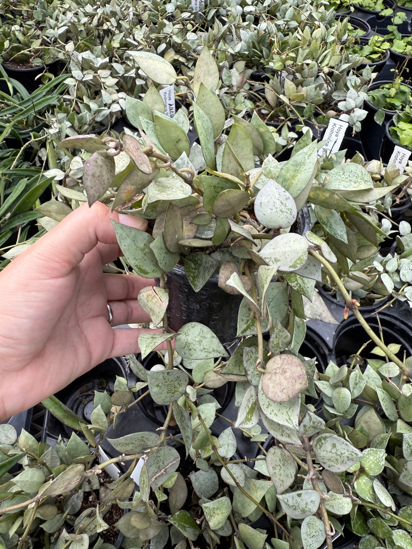 Hoya lacunosa Silver