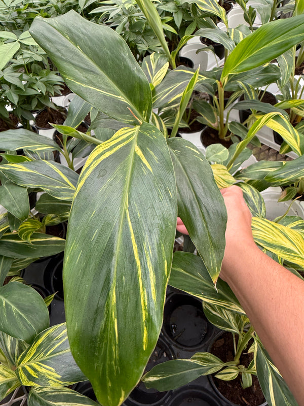 Alpinia – Variegated ‘Ginger’