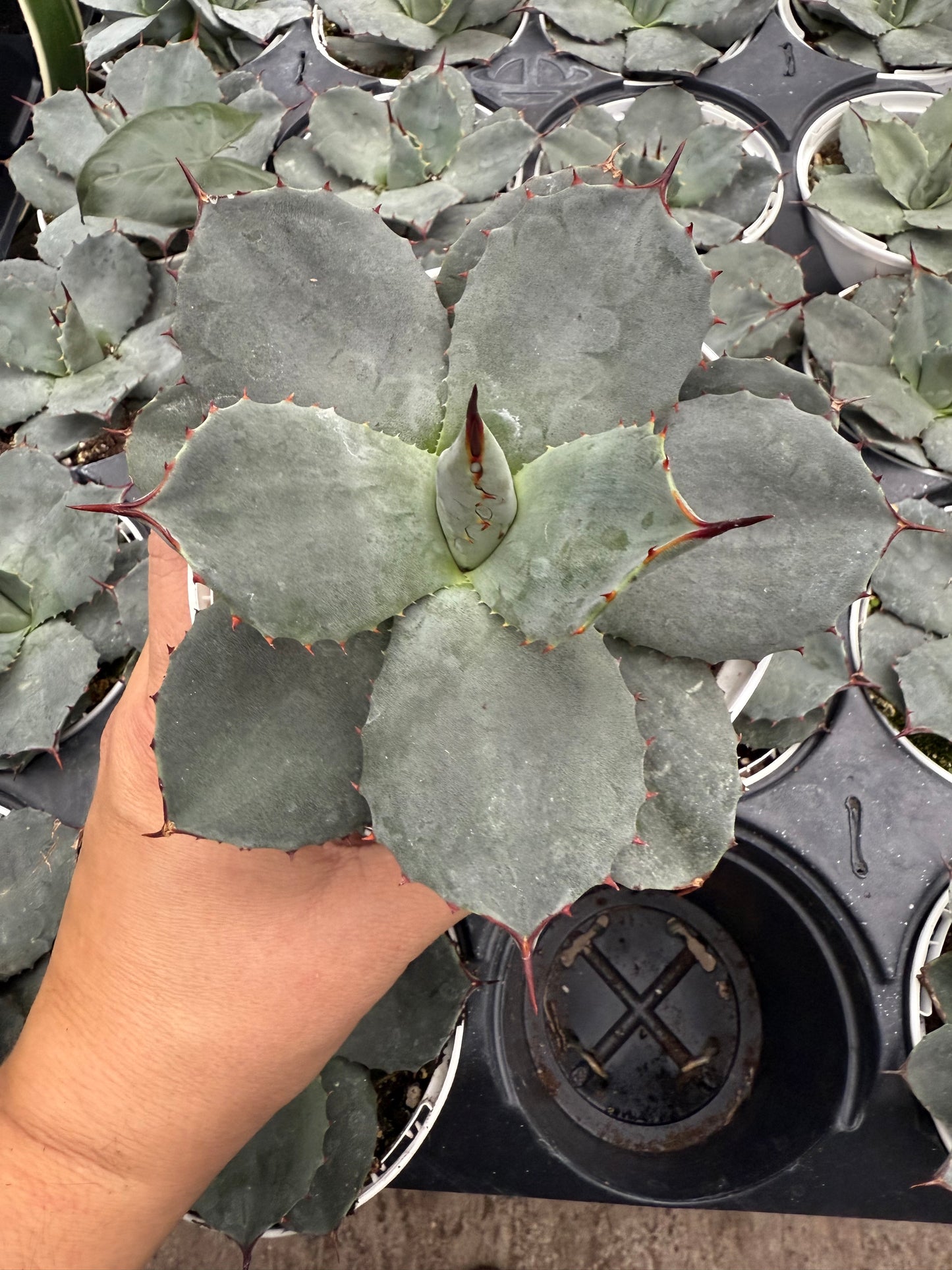 Agave ‘parryi bleu’