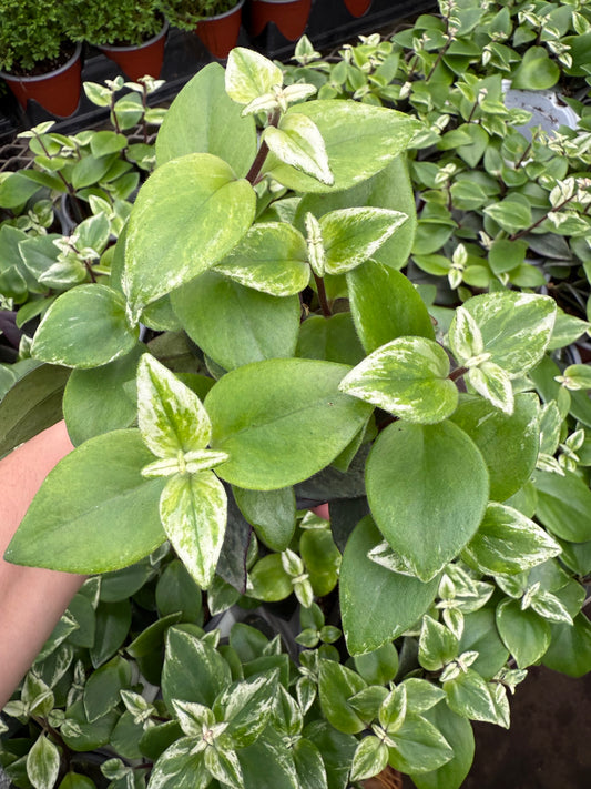 Aeschynanthus Variegata