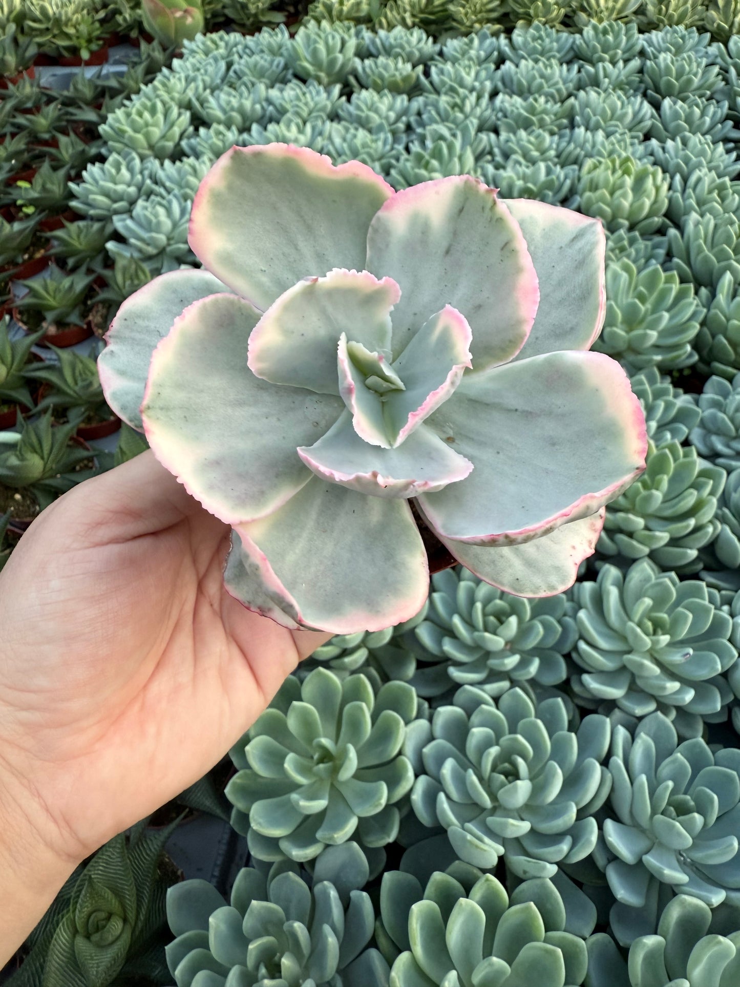 Echeveria ‘Chantilly’ Variegated