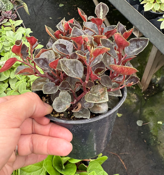 Peperomia Metallica ‘Columbiana’