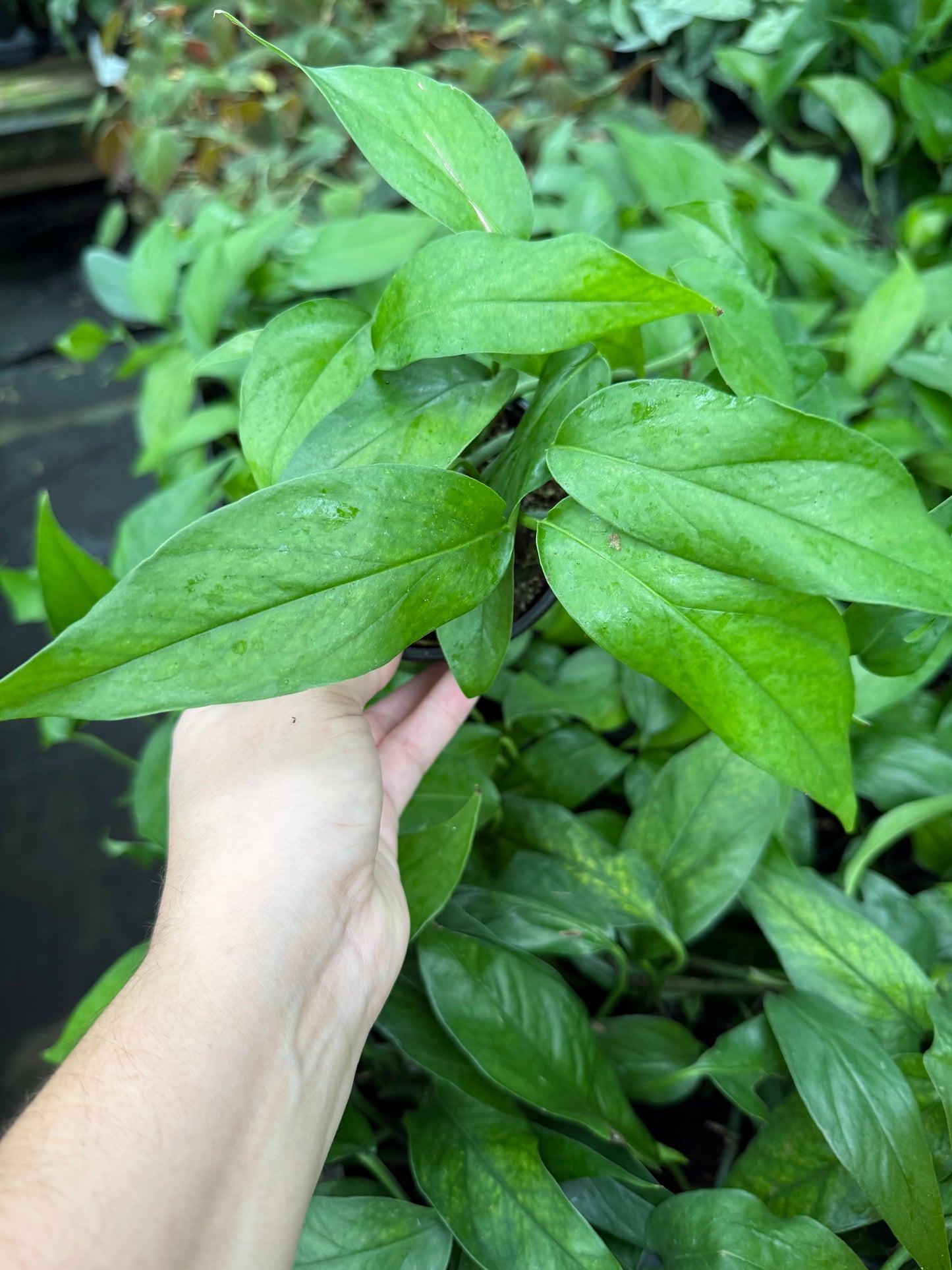Epipremnum pinnatum 'Baltic Blue'