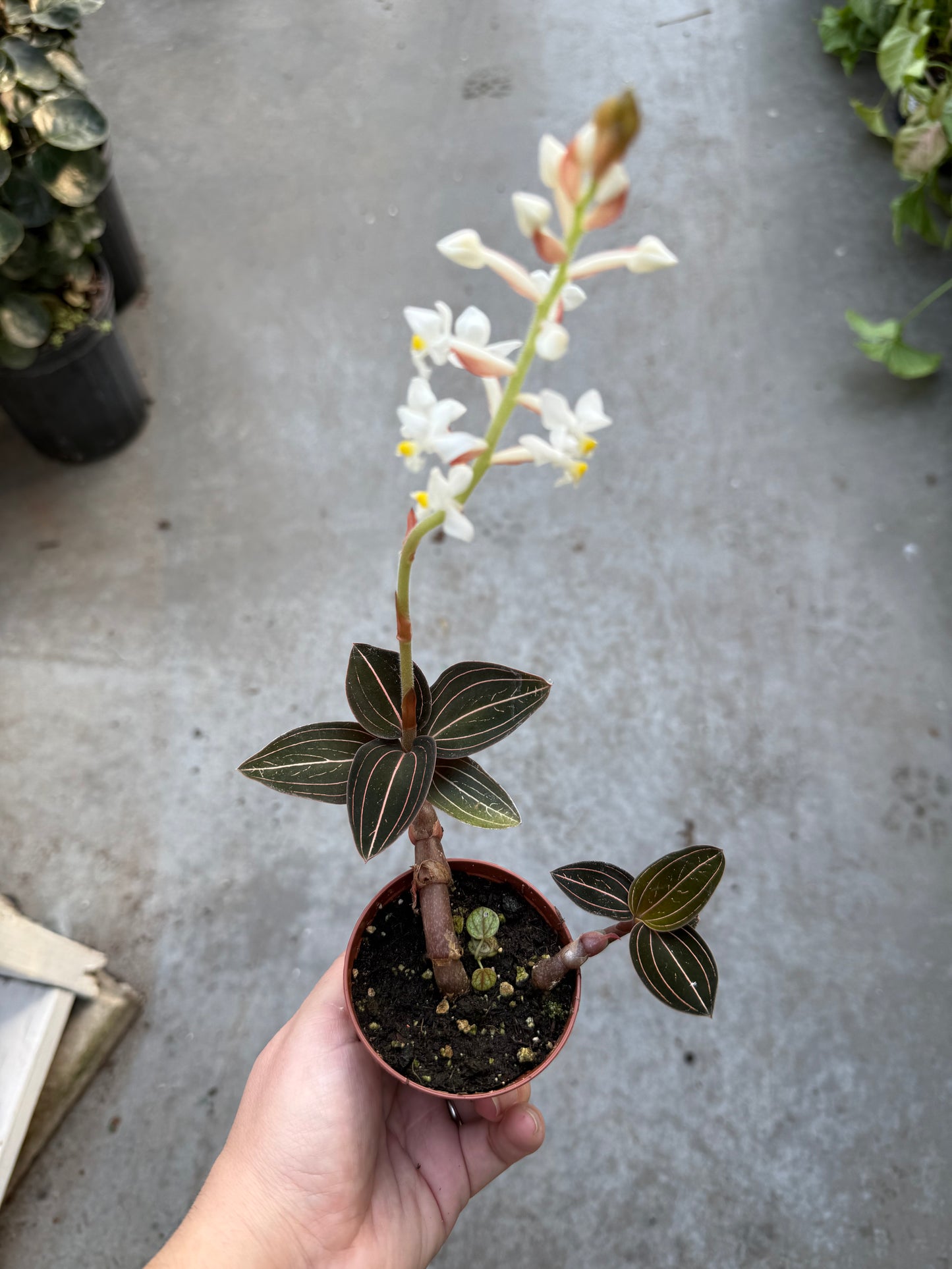 Ludisia Discolor - ‘Jewel Orchid’