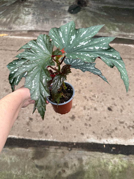 Begonia ‘Lana’