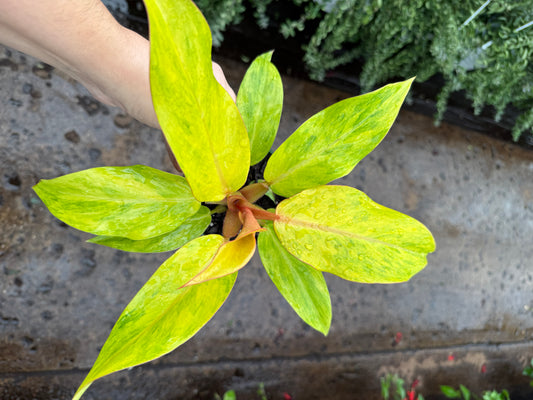 Philodendron ‘Orange Marmalade’