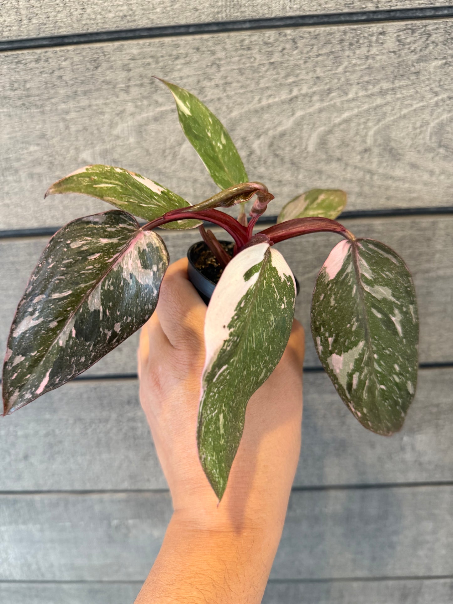 Philodendron erubescens 'Pink Princess'