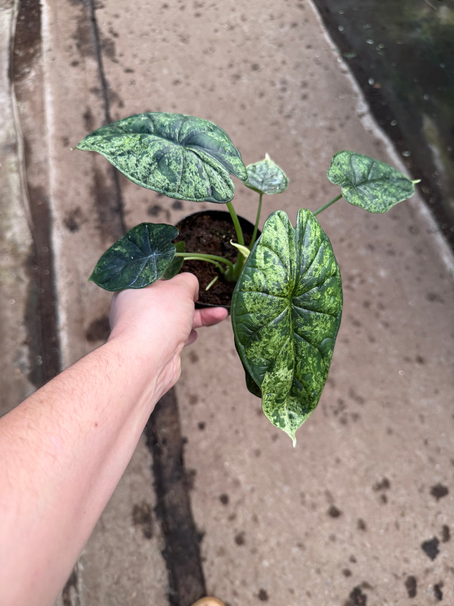 Alocasia ‘Dragon Scale Mint’ Variegata
