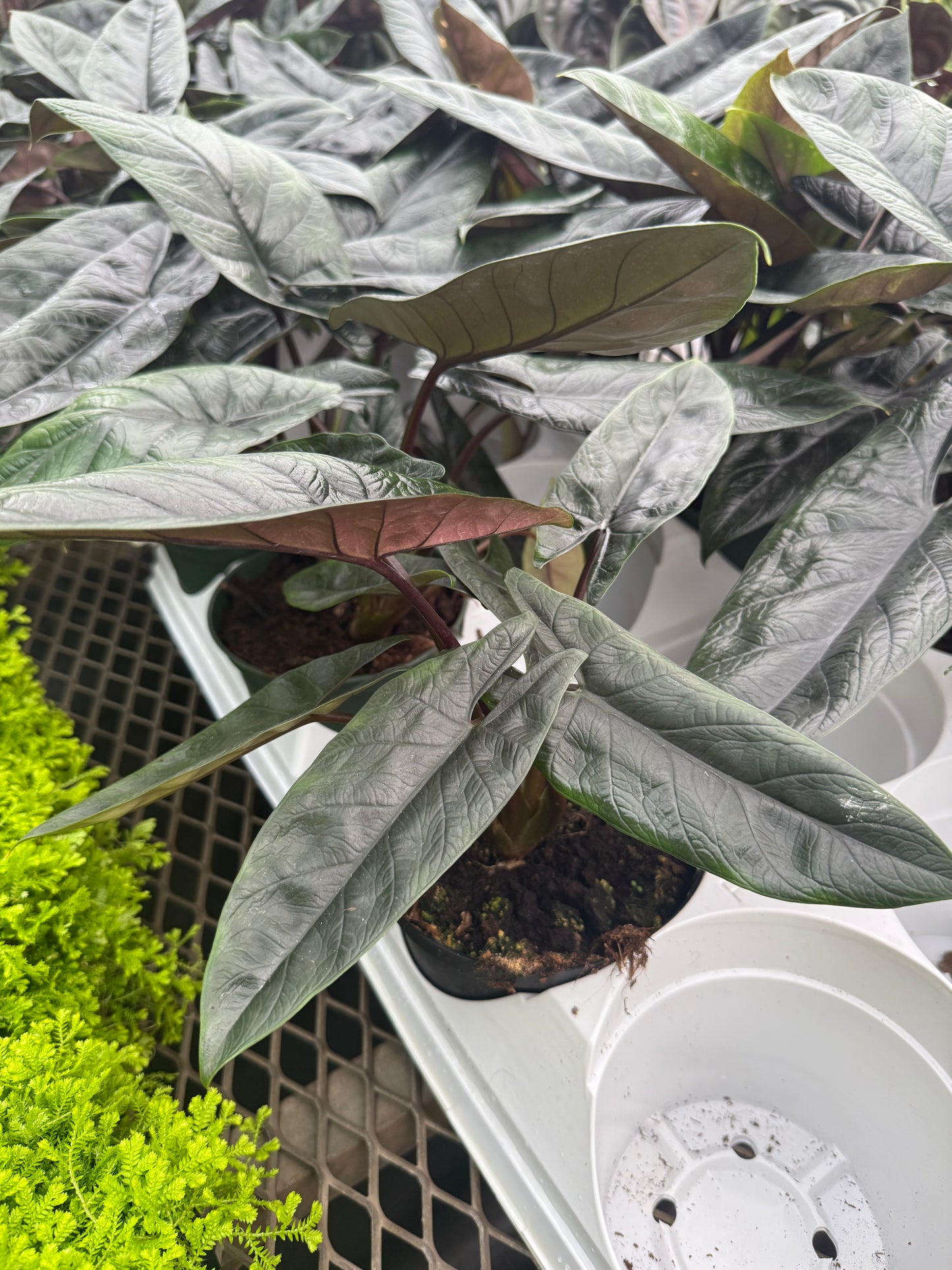 Alocasia ‘Scalprum’